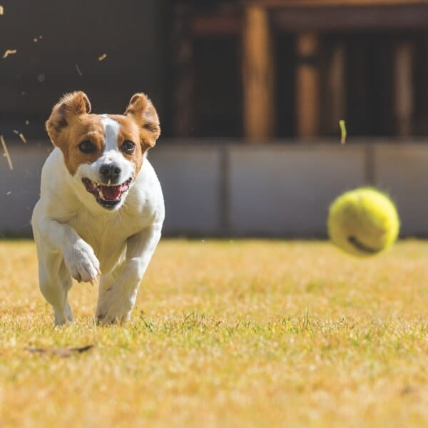 Laden Sie das Bild in Galerie -Viewer, Ballschleuder für Hunde Artikelbild 4
